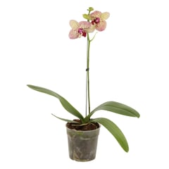 GENERICO - Orquídea Novedad - Phalaenopsis De Interior Diámetro 12 Cm