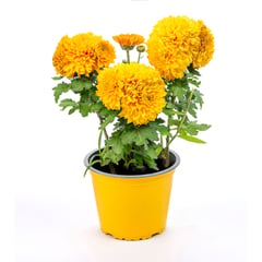 GENERICO - Crisantemo - Chrysanthemum x Hybrid De Exterior