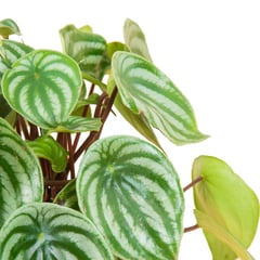 TIERRANEGRA - Planta De Jade - Peperomia Argyreia De Interior Diámetro 14 Cm